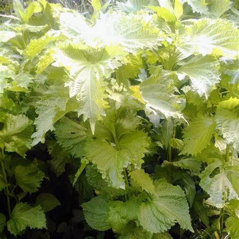 大葉植物種類|青じそ 大葉 青紫蘇 青シソ 青ジソ ｜しそ シソ 紫